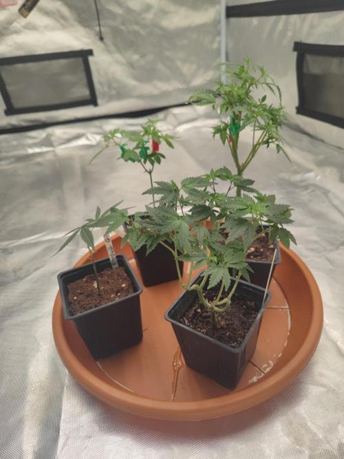 CRITICAL FEM "GB STRAINS. Week 1