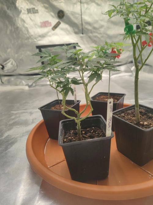 CRITICAL FEM "GB STRAINS. Week 1