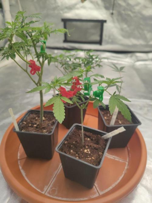 Blue Zushi L.E. "Grower Choice". Week 1