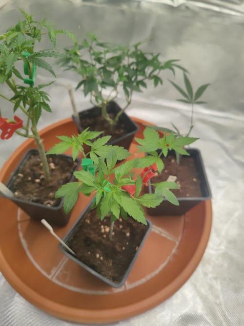 Blue Zushi L.E. "Grower Choice". Week 1