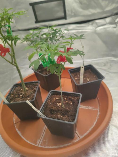 Blue Zushi L.E. "Grower Choice". Week 1