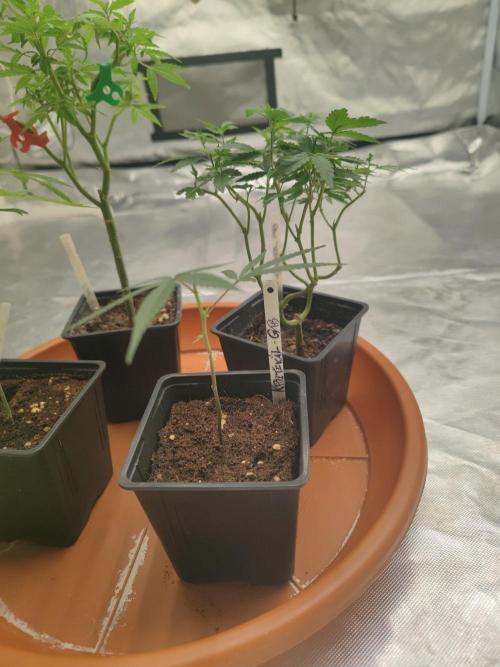 Kritical GB FEM "GB SEEDS". Week 1