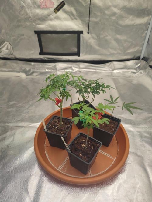 Kritical GB FEM "GB SEEDS". Week 1
