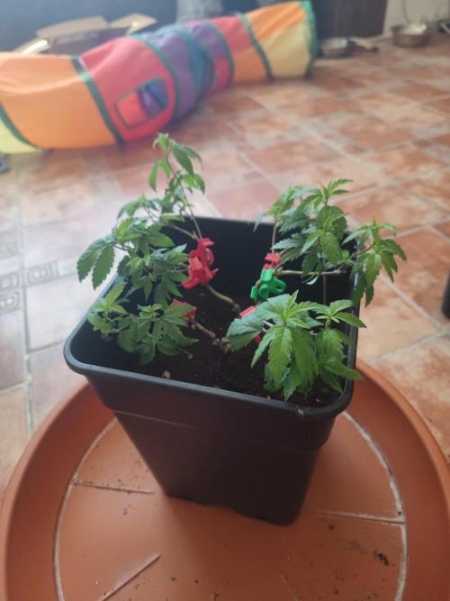 CRITICAL FEM "GB STRAINS. Week 2