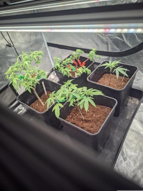 CRITICAL FEM "GB STRAINS. Week 2