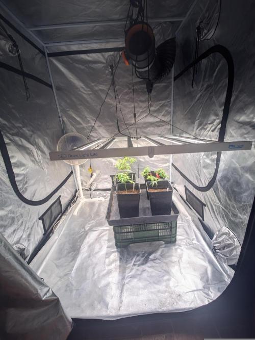 CRITICAL FEM "GB STRAINS. Week 2