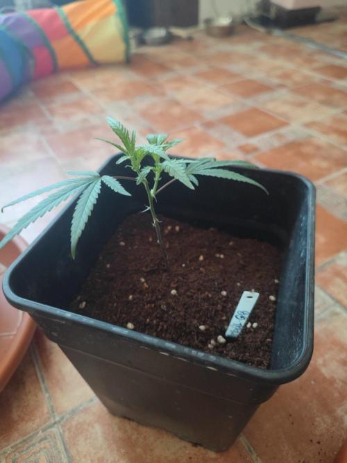 Kritical GB FEM "GB SEEDS". Week 2