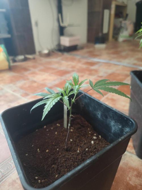 Kritical GB FEM "GB SEEDS". Week 2