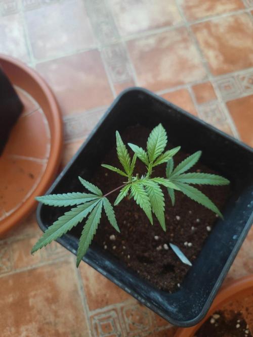 Kritical GB FEM "GB SEEDS". Week 2