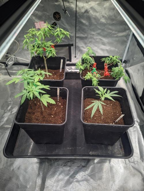 Kritical GB FEM "GB SEEDS". Week 2