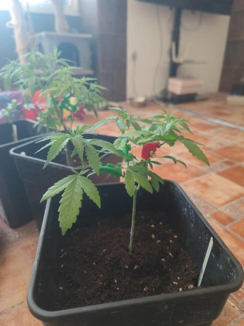 Blue Zushi L.E. "Grower Choice". Week 2