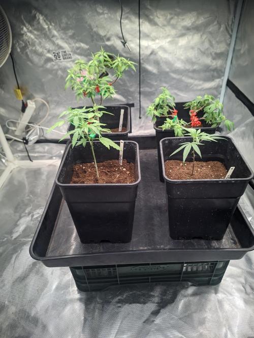 Blue Zushi L.E. "Grower Choice". Week 2
