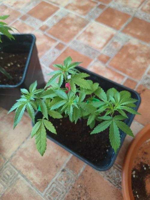 Blue Zushi L.E. "Grower Choice". Week 2
