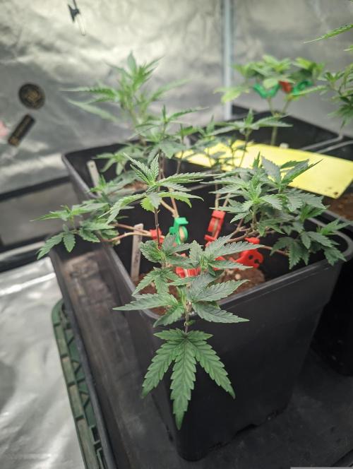 CRITICAL FEM "GB STRAINS. Week 3