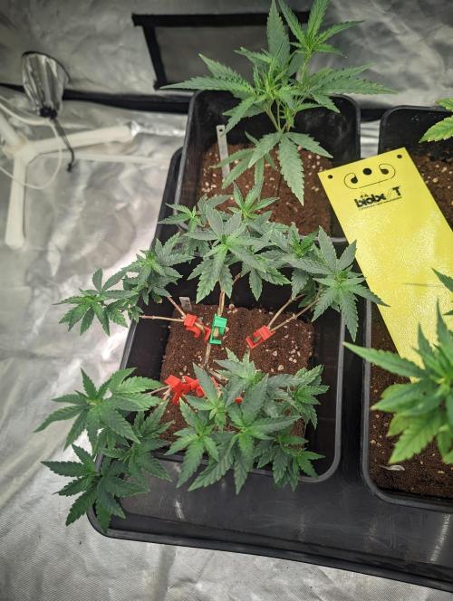 CRITICAL FEM "GB STRAINS. Week 3