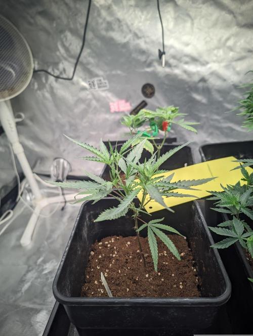 Kritical GB FEM "GB SEEDS". Week 3