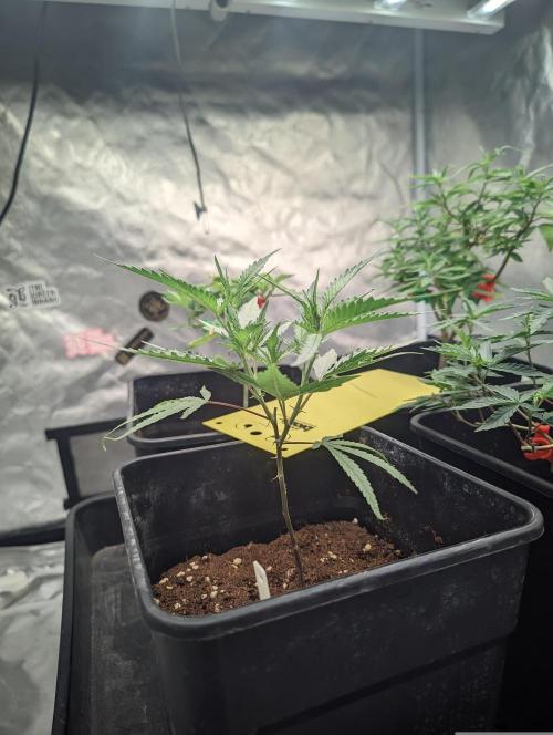 Kritical GB FEM "GB SEEDS". Week 3