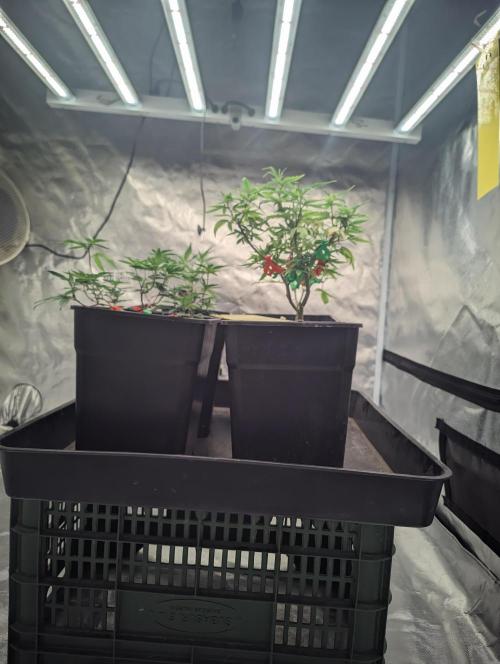 Kritical GB FEM "GB SEEDS". Week 3