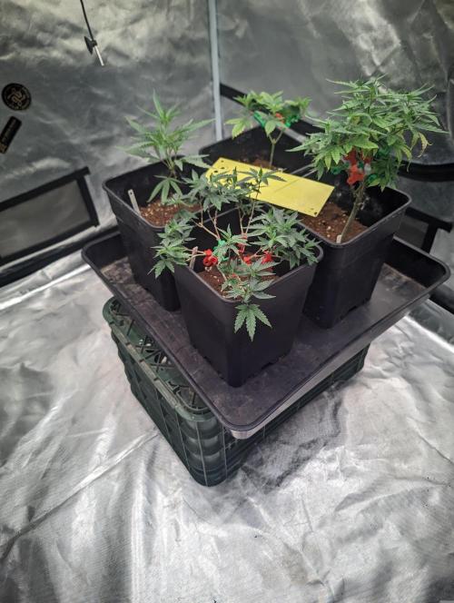 Kritical GB FEM "GB SEEDS". Week 3