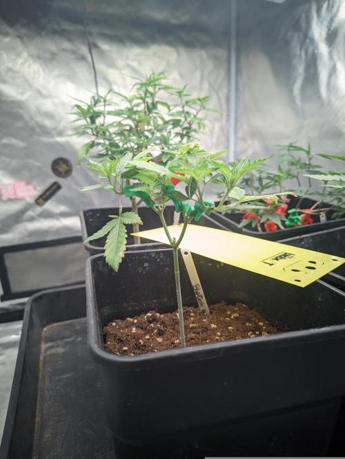 Blue Zushi L.E. "Grower Choice". Week 3