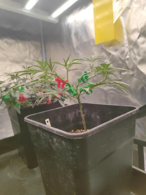 (Clon) Kritical GB FEM "GB SEEDS". Week 4
