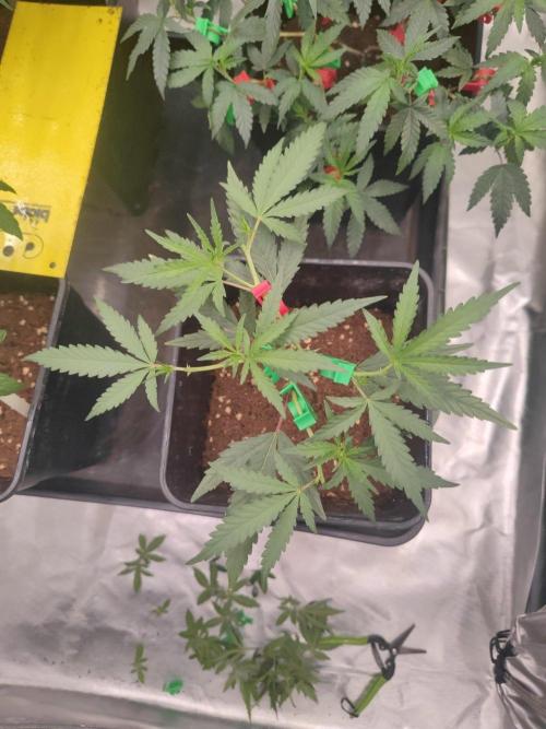 (Clon) Kritical GB FEM "GB SEEDS". Week 4