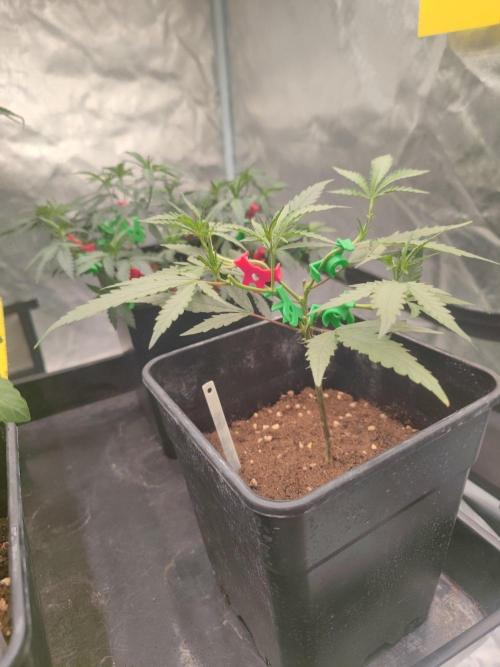 (Clon) Kritical GB FEM "GB SEEDS". Week 4