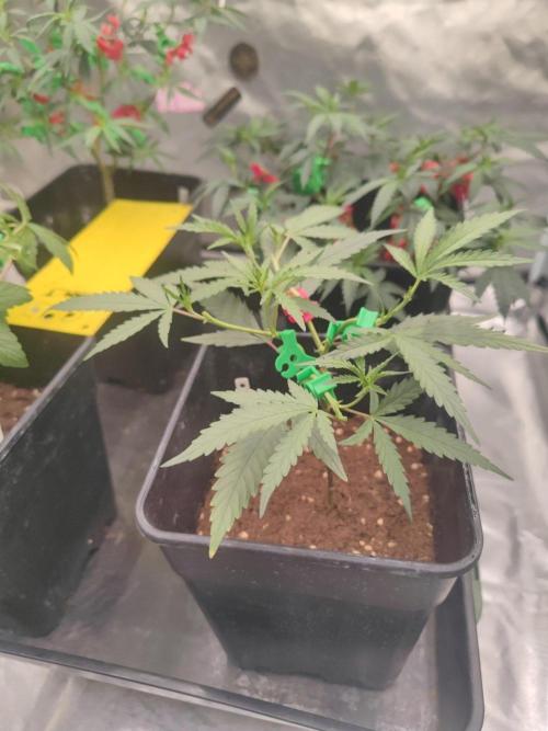 (Clon) Kritical GB FEM "GB SEEDS". Week 4
