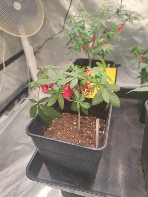 Blue Zushi L.E. "Grower Choice". Week 4