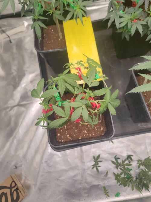 Blue Zushi L.E. "Grower Choice". Week 4