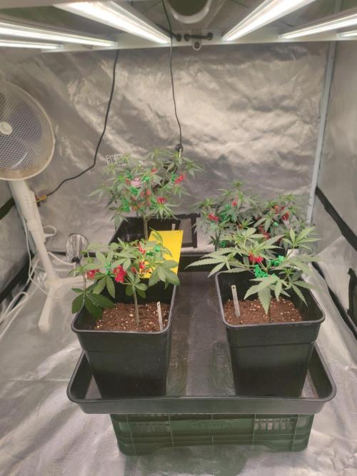 Blue Zushi. Week 4