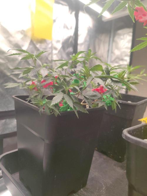 CRITICAL FEM "GB STRAINS. Week 4