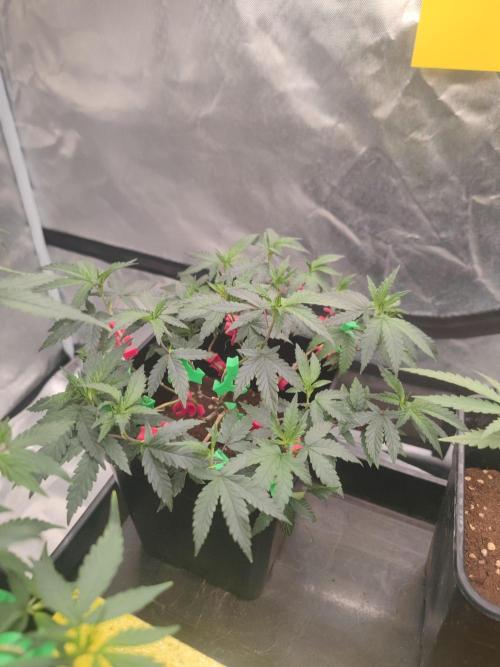 CRITICAL FEM "GB STRAINS. Week 4