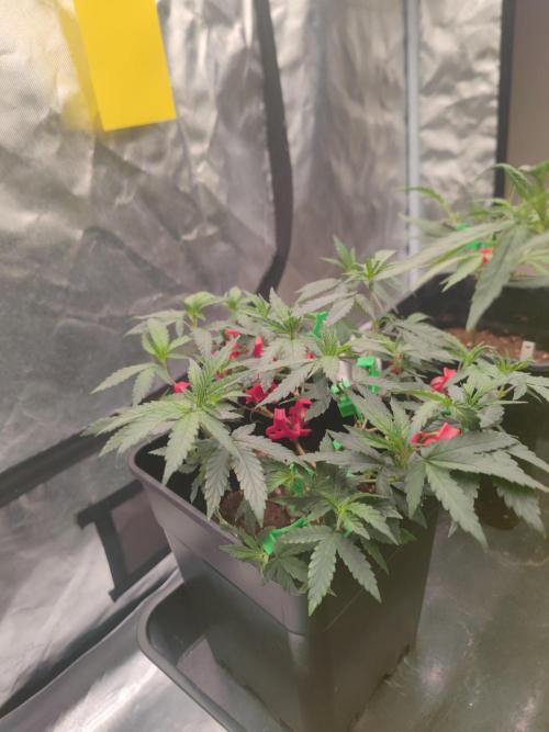 CRITICAL FEM "GB STRAINS. Week 4