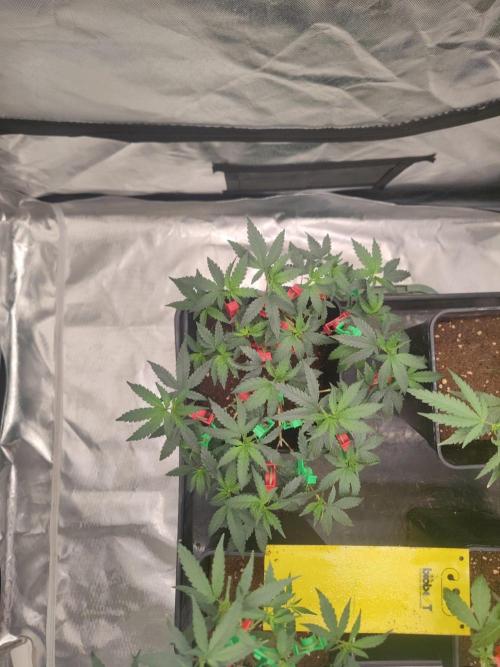 CRITICAL FEM "GB STRAINS. Week 4