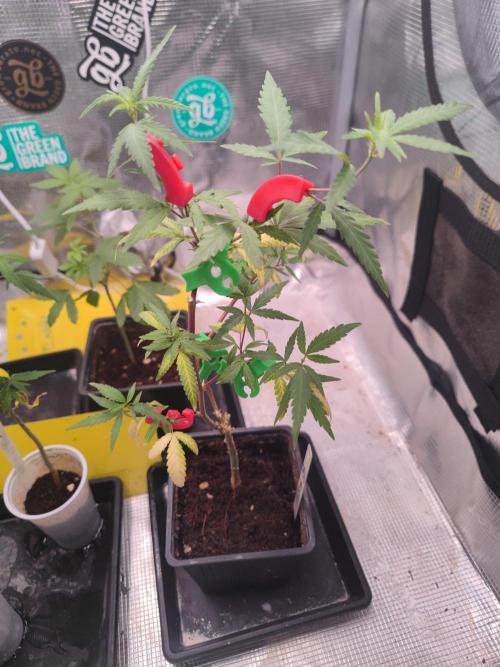 💚Carpa de esquejes y sus cuidados 💚. Week 12
