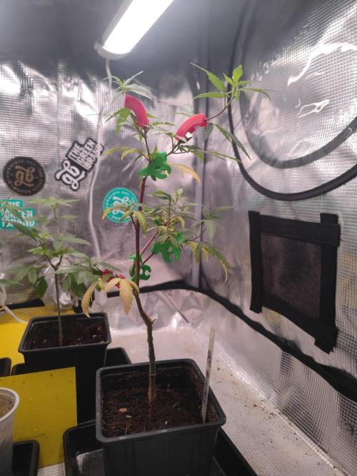 💚Carpa de esquejes y sus cuidados 💚. Week 12