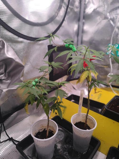 💚Carpa de esquejes y sus cuidados 💚. Week 12