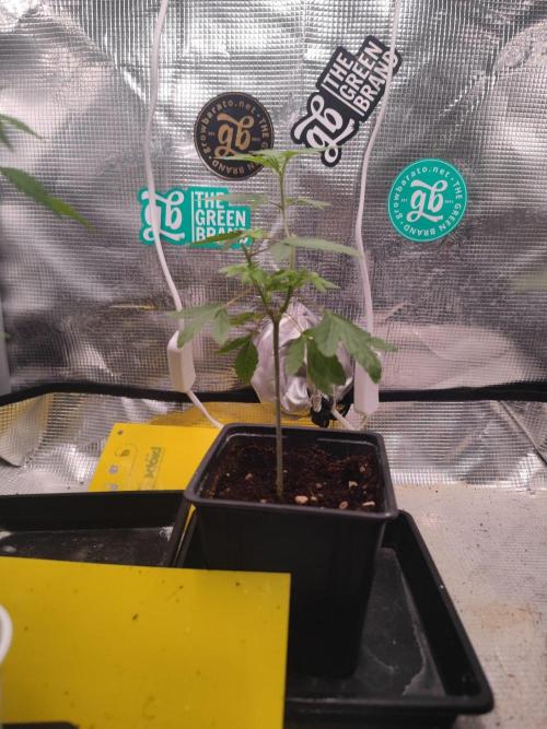 💚Carpa de esquejes y sus cuidados 💚. Week 12