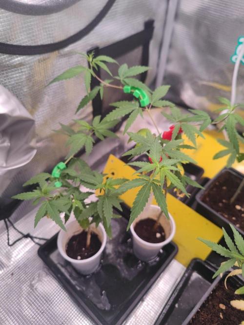 💚Carpa de esquejes y sus cuidados 💚. Week 12