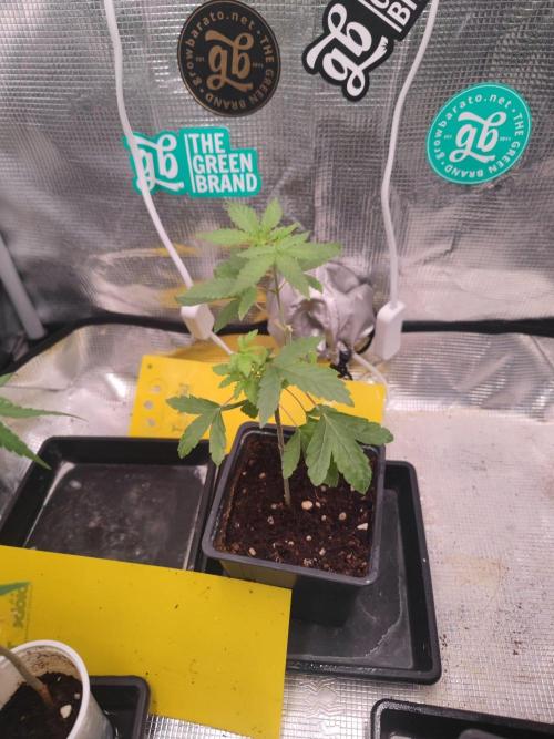 💚Carpa de esquejes y sus cuidados 💚. Week 12