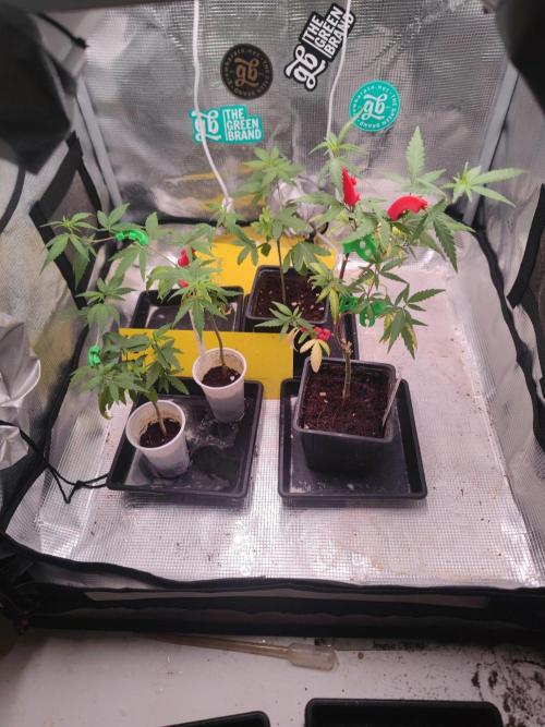 💚Carpa de esquejes y sus cuidados 💚. Week 12