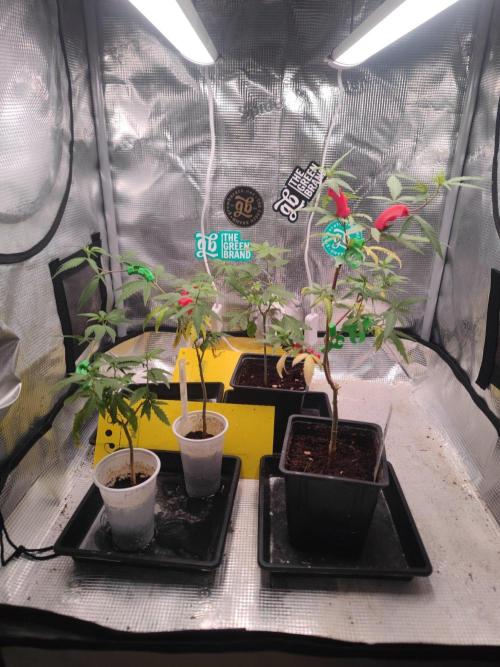💚Carpa de esquejes y sus cuidados 💚. Week 12