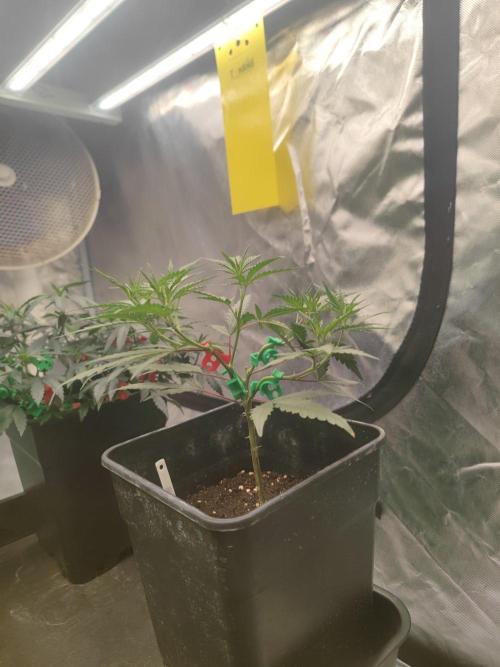 (Clon) Kritical GB FEM "GB SEEDS". Week 4