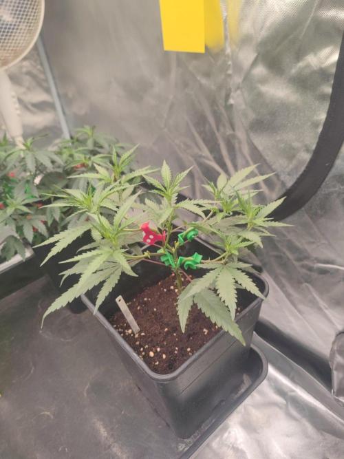 (Clon) Kritical GB FEM "GB SEEDS". Week 4