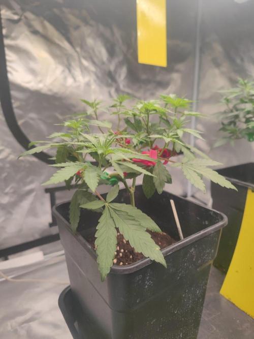 Blue Zushi L.E. "Grower Choice". Week 4