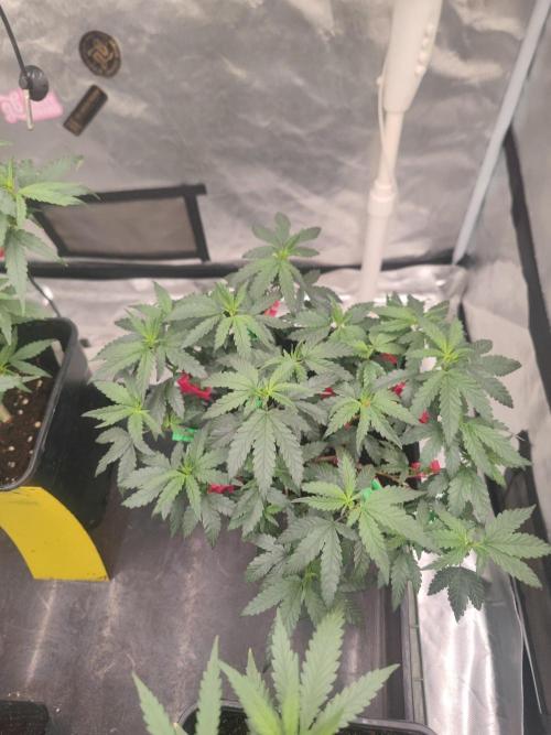 CRITICAL FEM "GB STRAINS. Week 4