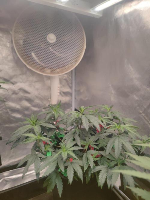 CRITICAL FEM "GB STRAINS. Week 4