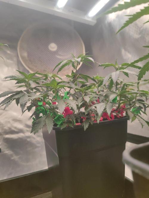 CRITICAL FEM "GB STRAINS. Week 4