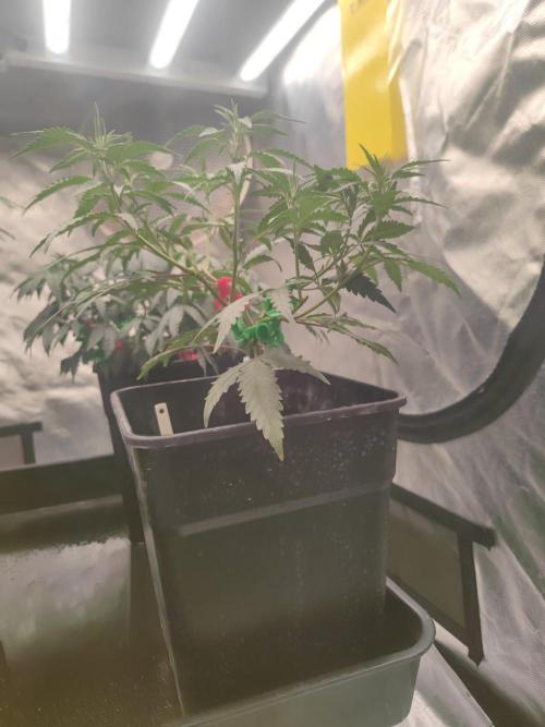 Kritical GB. Week 5